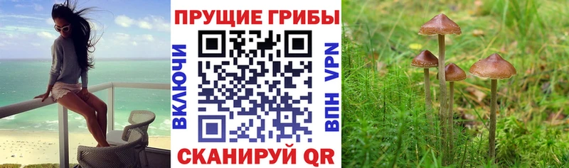 Купить закладки  Заозёрный  Псилоцибиновые грибы Psilocybine cubensis 